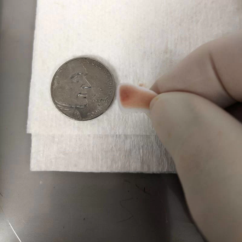 Small sample cut by EXAKT Pathology Saw.